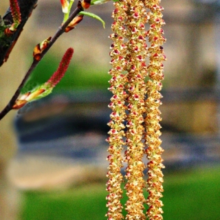 Betula albosinensis Fascination multi-stem catkins