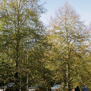 Mature Tilia cordata Greenspire