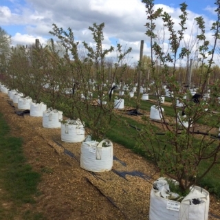 Malus evereste multi-stem at barcham trees