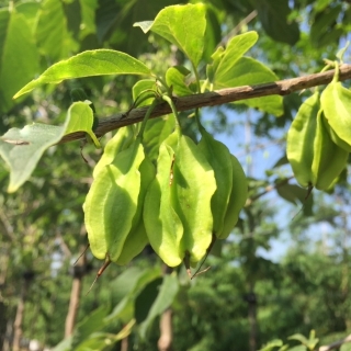 the winged seeds of Halesia Carolina