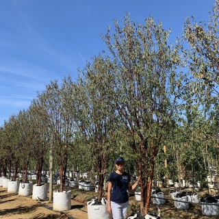 Prunus serrula Tibetica multi-stem