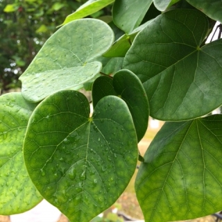 The leaves of Cercis Chinensis Avondale multi-stem