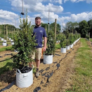 Quercus ilex feathered