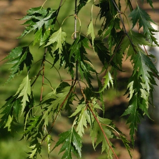 The dissected leaves of Betula pendula Dalecarlica