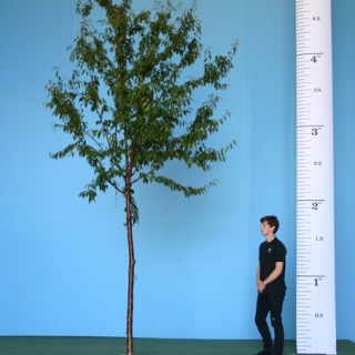 Prunus serrula Tibetica to scale 16-18cm girth
