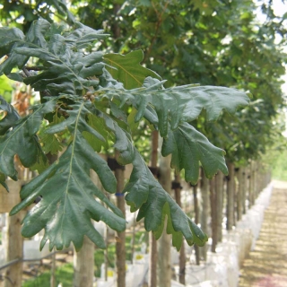 the lobd leaf of Quercus frainetto