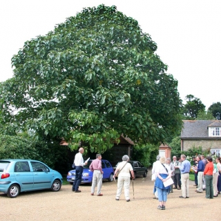 mature specimen of Paulownia tomentosa