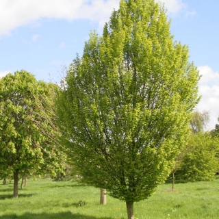 Mature  Carpinus betulus Fastigiata