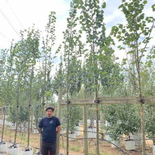 Tilia x europaea Pallida