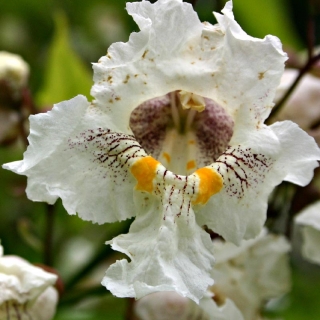 the flower of Catalpa bignonioides