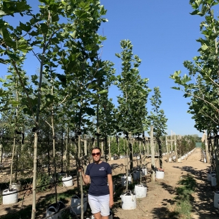 Platanus x hispanica