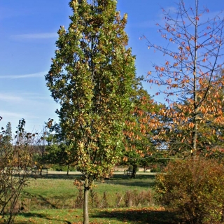 mature Quercus robur Fastigiata Koster