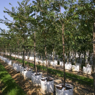 Prunus subhirtella Autumnalis the barchm trees nursery