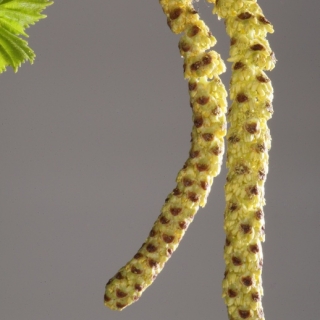 Betula pendula catkin