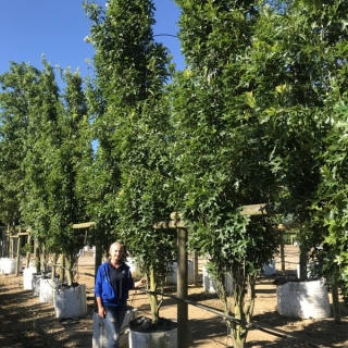 semi mature Quercus royal prince at barcham treess