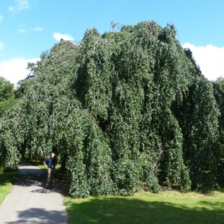 Mature Fagus sylvatica Pendula at Kew gardens