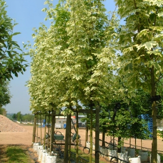 Acer platanoides Drummondii