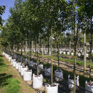 Pyrus calleryana Redspire at barcham trees