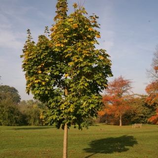 Acer platanoides Cleveland