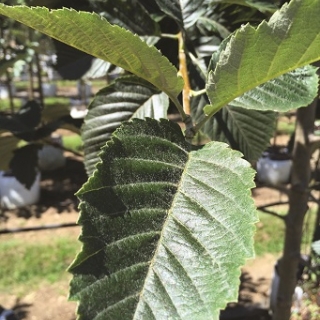 The leaves of Sorbus incana in detail