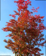 autumn foliage of Lagerstroemia indica Rosea multi-stem