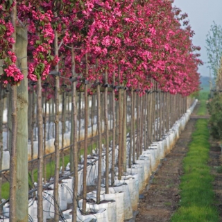 Malus Rudolph at barcham trees