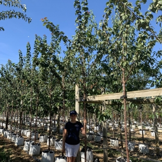 Prunus sargentii Rancho