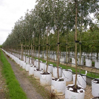 Sorbus Aria Majestica at barcham trees