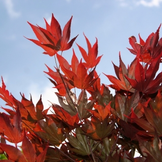 The vibrant foliage of Acer palmatum Fireglow