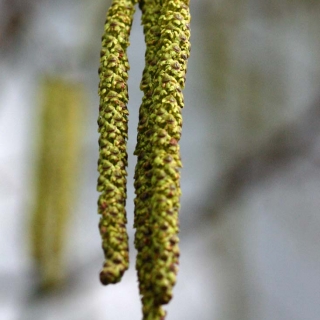 The catkins of   Betula utilis Jacquemontii