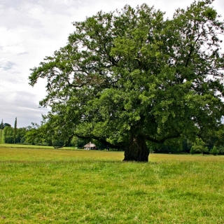 mature Alnus glutinosa