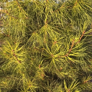 Pinus maritima