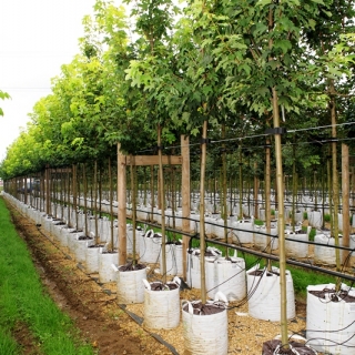 Acer pseudoplatanus Worleii at barcham trees