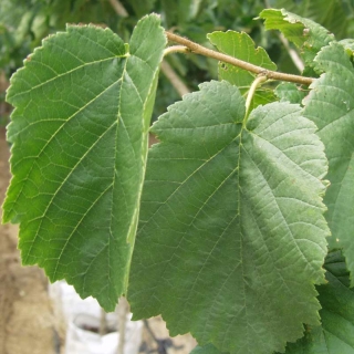 the large leaf of Corylus colurna