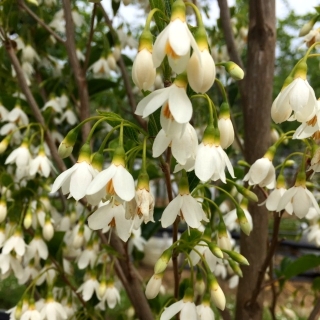 Styrax japonicus  june snow flower