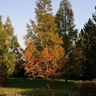 Autumn colour of Metasequoia glyptostroboides