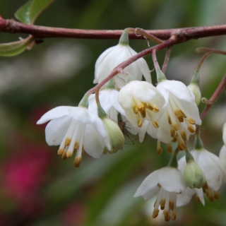 The bell shaped flowers of Halesia Carolina