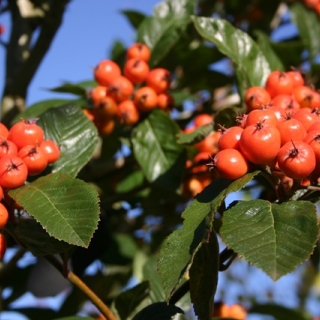 the orange/red berries of  Crataegus x lavalleei