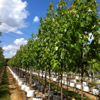 Acer rubrum Bowhall at barcham trees