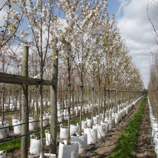 Prunus Sunset Boulevard in flower