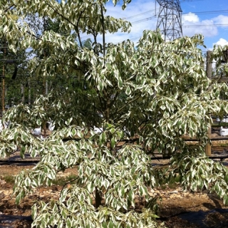 Cornus controversa Variegata foliage