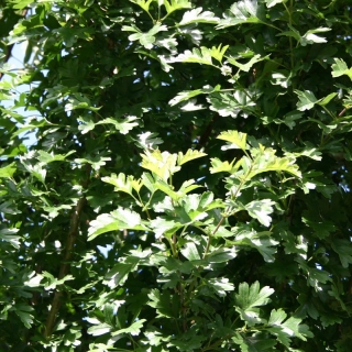 the foliage of Crataegus monogyna Stricta