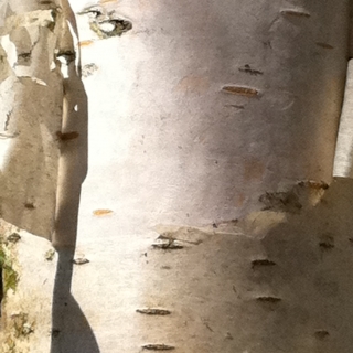 the white bark of  Betula pendula Zwisters Glory