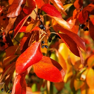 autumn colour of Mature Nyssa Sylvatica