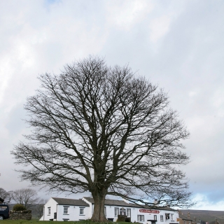 winter shot of mature Acer pseudoplatanus