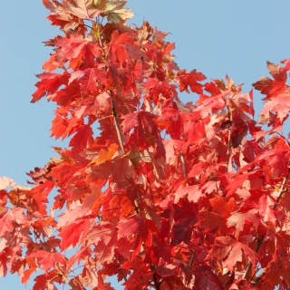 Acer x freemanii Autumn Blaze autumn foliage