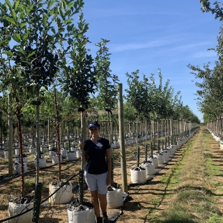 Crataegus x lavalleei