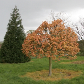Mature Acer pseudoplatanus Brilliantissimum