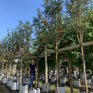 Sorbus aucuparia Cardinal Royal