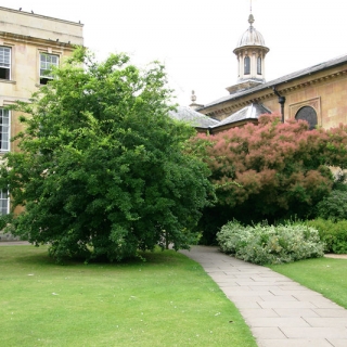 A mature Crataegus x lavalleei Carrierei